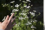 Bild: Pflanzenheilkunde - Tradition und moderne Wissenschaft