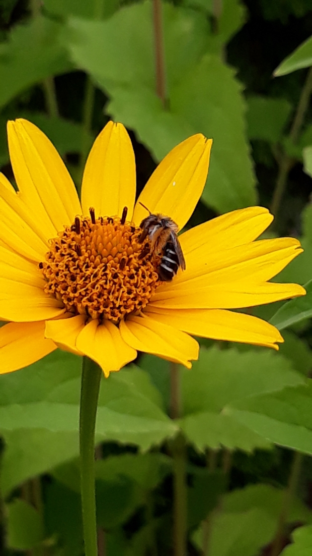 Anlegen einer Wildblumenwiese